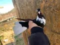 Търговишки гълъби , снимка 3