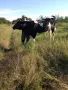 продавам заплодена юница, снимка 1