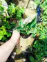 Каланхое Дегремонтиана (Kalanchoe daigremontiana) – живородно сукулентно растение, снимка 8