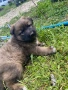 продавам кученца, снимка 4