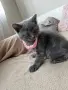 Шотландско правоухо коте, снимка 2