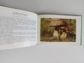 Диворастящи гъби, снимка 2