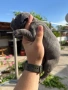 Кане Корсо , снимка 1