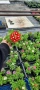 🌸  Вербена (Върбинка) Микс – Готови за засаждане! 🌸 15 бр. за 15€ , снимка 6