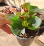 Градинска бегония , снимка 11