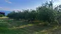 100 Тона Сини Сливи Стенлей и Чачанска Липотица, Дули, Круши, снимка 2
