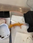 Леопардови Гекони / Leopard Geckos / Eublepharis macularius , снимка 4