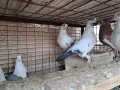 Ростовски и адански, снимка 5