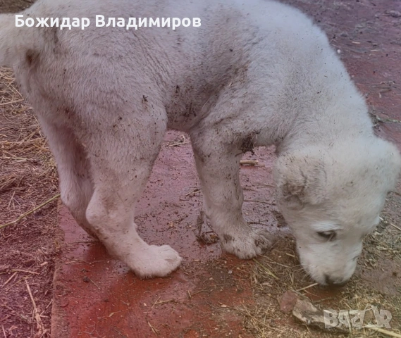 продава се мъжко алабайче, снимка 2 - За кучета - 54478737