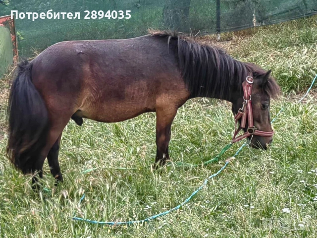 мъжко пони жребец , снимка 2 - Коне - 55275641