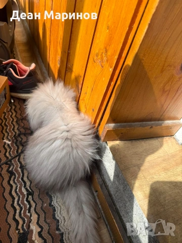 Британска дългокосместа сребърна чинчила, снимка 2 - Чинчили - 54257795