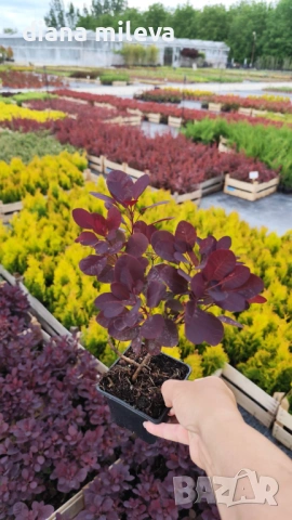 Червенолистна Смрадлика, Cotinus Royal purple или още Тетра!!!, снимка 8 - Градински цветя и растения - 54657841