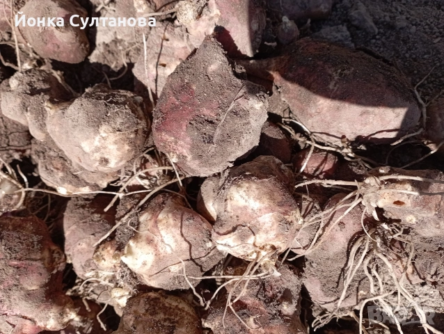 Гулия "земна ябълка", снимка 8 - Домашни продукти - 54289713