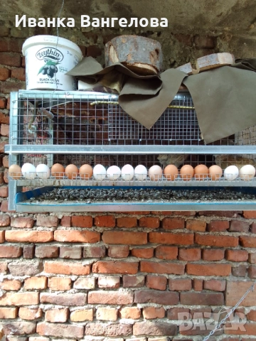 Продавам големи кокоши яйца от щастливи и свободни кокошки, снимка 2 - За птици - 54218830