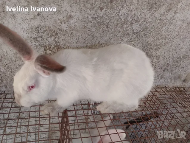здравейте свободни зайци , снимка 2 - Други животни - 55308118