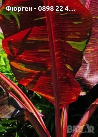 Банановото дърво на Абисиния - Червен Банан или етиопски банан Цена 32лв, снимка 3 - Разсади - 51148296