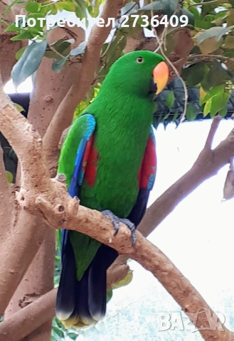 Благороден папагал еклектус 