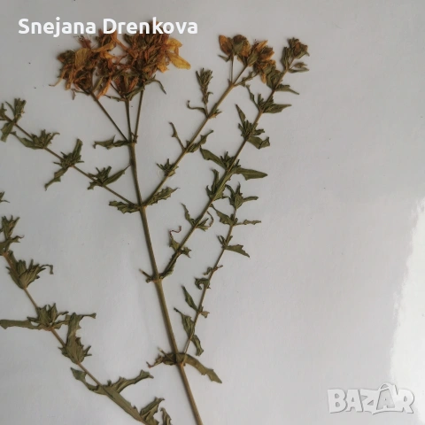 Систематичен хербарий, снимка 10 - Ученически пособия, канцеларски материали - 54219500