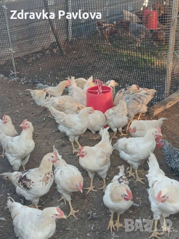 ПРОДАВАМ ПЕТЛИ