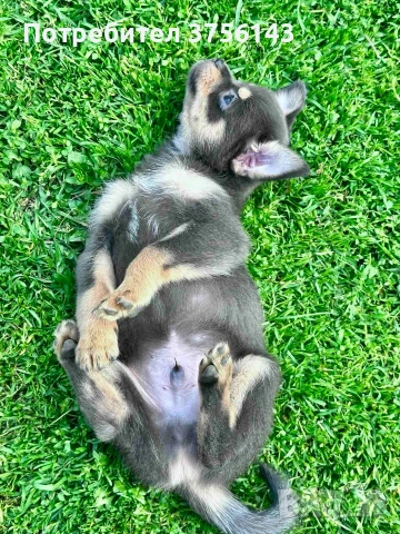 Топ Мъжко Чихуахуа Синьо с кафяво, снимка 3 - Чихуахуа - 54225249