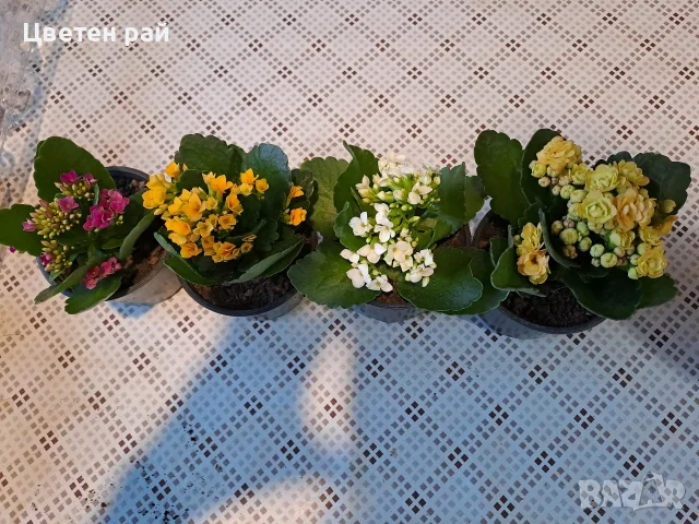 Няколко цвята каланхое , снимка 6 - Стайни растения - 55353250