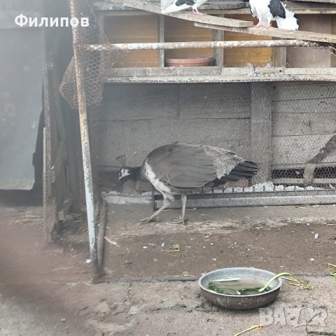 Индийски паун, снимка 4 - други­ - 54617558
