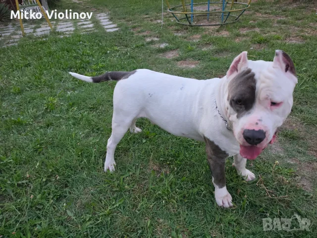 Американско Були Хл Разплод, снимка 7 - Други - 55516856