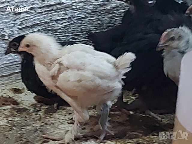 Пилета., снимка 3 - други­ - 54311198