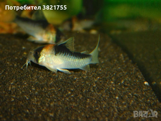 Сомче, сомче corydoras duplicareus, снимка 4 - Рибки - 55246434