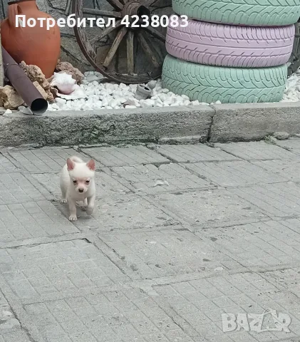 Продавам пинчер, снимка 5 - Пинчер - 55224566