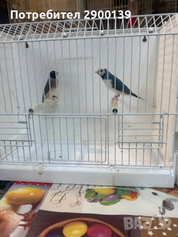 Гулди сини, снимка 4 - Амадини - 54154995