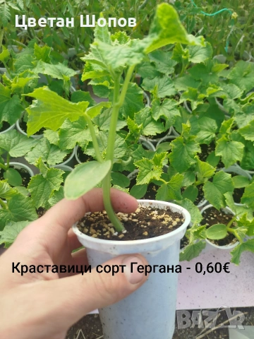 Разсад Розова Магия, Рио Гранде, Мон Чери , снимка 2 - Разсади - 54275132