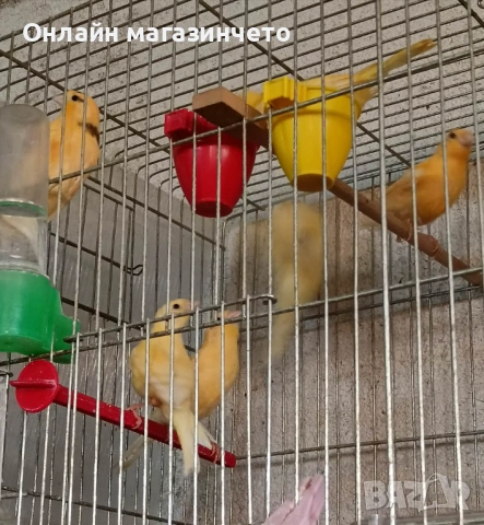 Продавам млади канарчета 