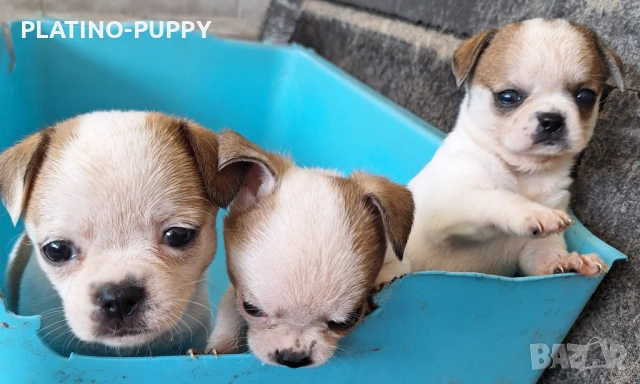 Мини чихуахиа, снимка 5 - Чихуахуа - 54315444