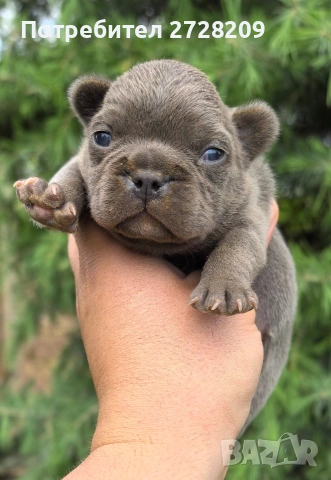 Френски булдог/French Bulldog 