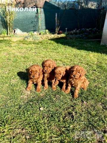 Пудел той Puddle toy момчета и момиче със втора ваксина, снимка 5 - Пудели - 53970658