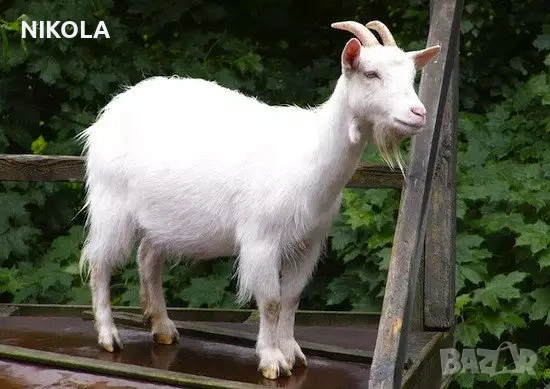 Изкупувам ЯРЕТА и КОЗИ млади до 2 години