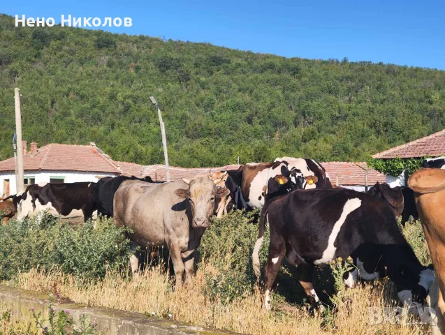 Продавам крави и телета , снимка 3 - Крави - 55671928