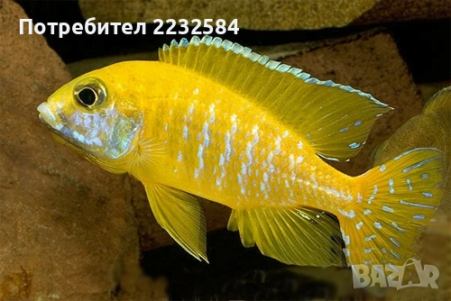 Рибки Африкански цихлиди 
