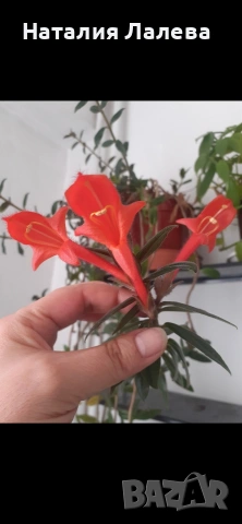 Колумнея, columnea