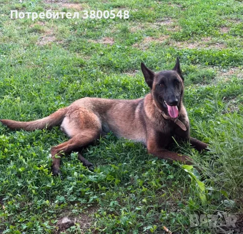 Белгийски овчарки , снимка 3 - Белгийска овчарка - 55362077