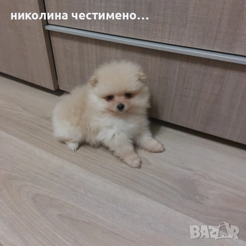 померан