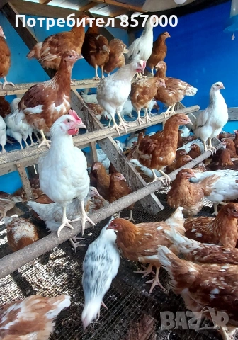 Пилета носачки Ломан браун 75 дни