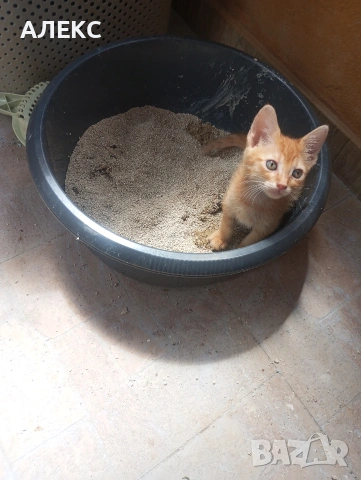 подарявам малки котенца., снимка 2 - Други - 55279241