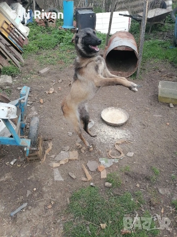 женско на 10 месеца 