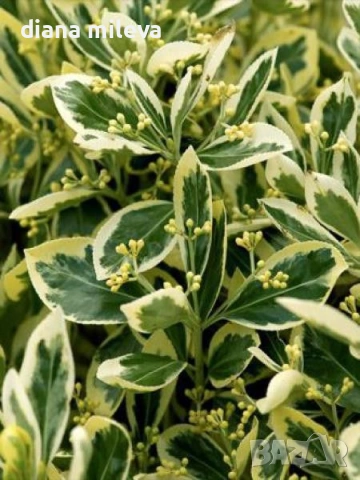 Евонимус Браво, Euonymus japonicus Bravo, снимка 2 - Градински цветя и растения - 54457987