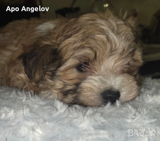 малтийска булонка Йоркширски териер , снимка 3 - Болонка - 54009785