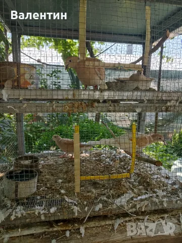 Продавам млади смеещи се гугутки (скумрудки,скумрийки), снимка 4 - Гълъби - 54646032