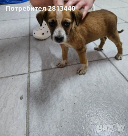 Подарявам малко куче, снимка 3 - Други - 54934662