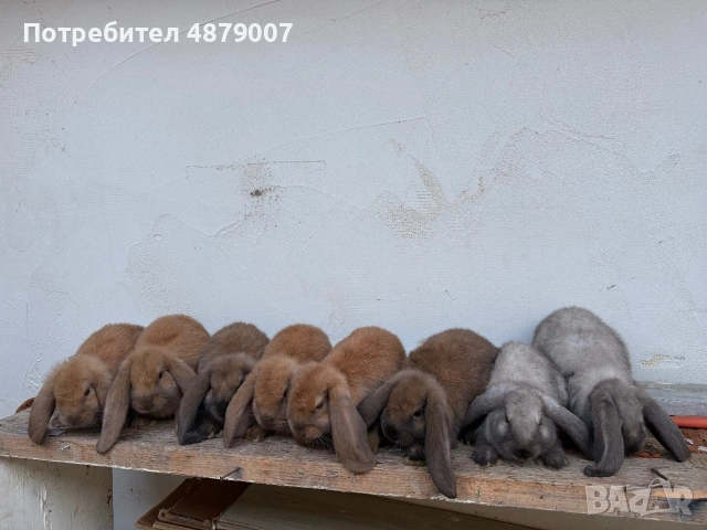 Кочовати Зайци .